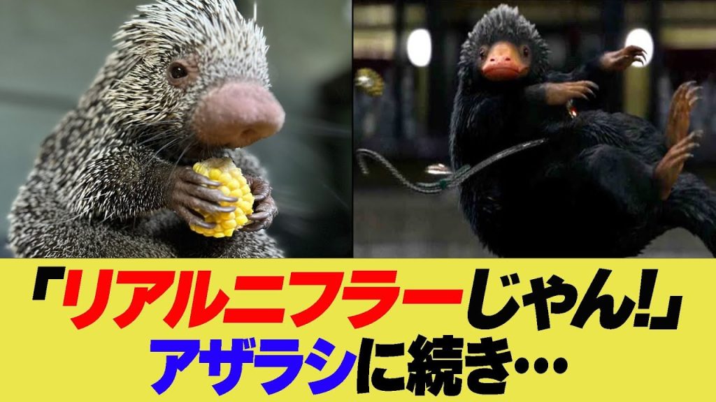 「リアルニフラーじゃん!」アザラシに続き…【反応集】【2ch 5ch】【まとめ】