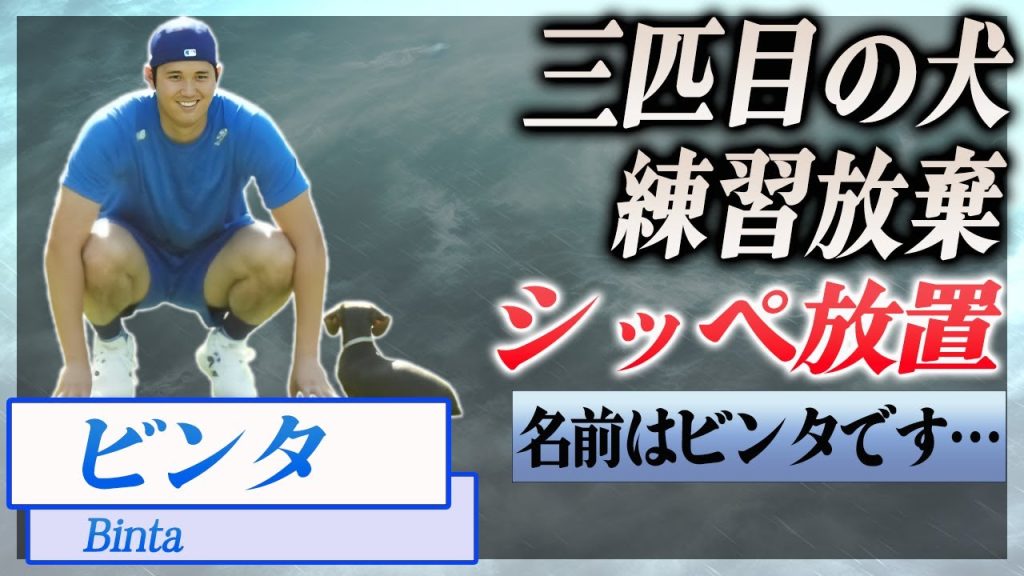 【衝撃】大谷翔平が三匹目の犬を発表、「名前はビンタです」、自主トレも放棄…！『MLB』で活躍した選手の新しい家族に驚きを隠せない…！