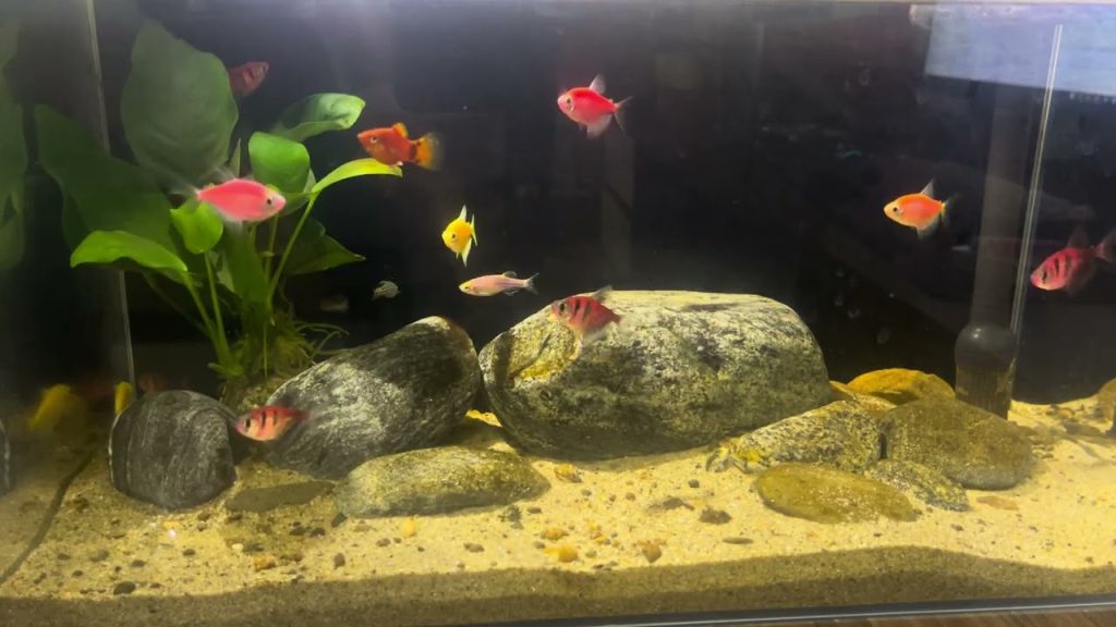 水のゆらぎに心ほどける。おうちアクアリウム時間。
