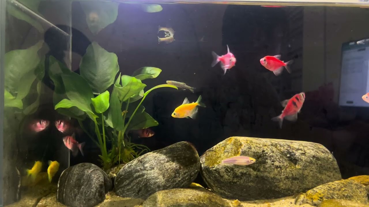 小さな水族館のある生活。疲れた心をそっと癒す。